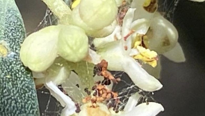 Erdek Tarım Müdürlüğü: 'Zamanı Geldi'
