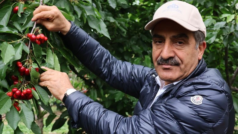 Kiraz Hasadında Hedef: 300 Milyon Dolar