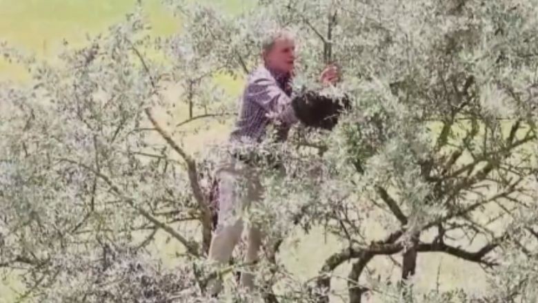 Balıkesir Bal Ormanı'nda Arıcıları Sevindiren Sürpriz!