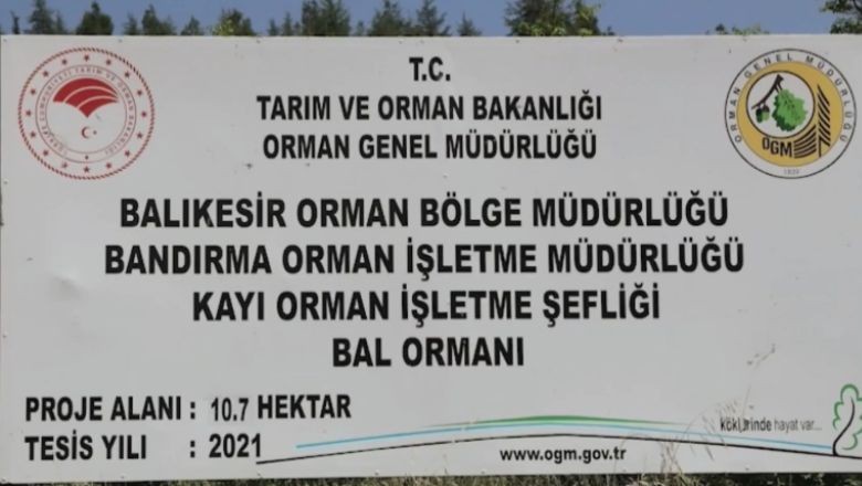 Balıkesir Bal Ormanı'nda Arıcıları Sevindiren Sürpriz!