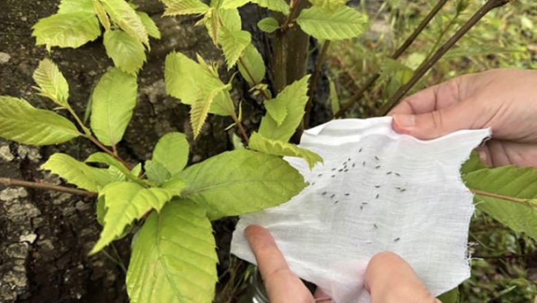 Balıkesir'in Kestane Ağaçlarını Koruyan Gizli Silah!