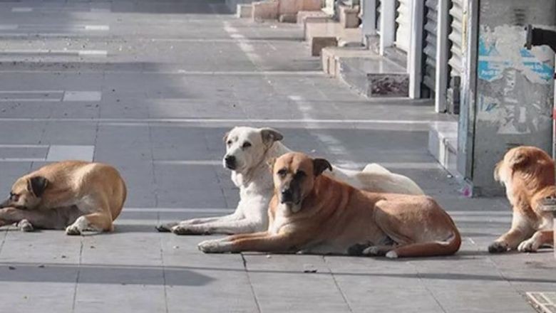 Yeni Düzenleme: Sahiplenilmeyenler Uyutulacak!