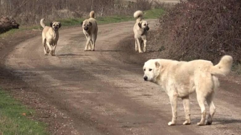 Yeni Düzenleme: Sahiplenilmeyenler Uyutulacak!