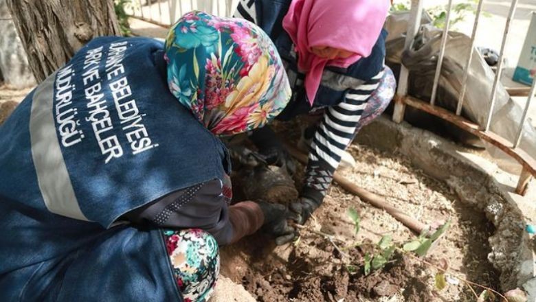Burhaniye'nin Kırsalında Çiçekler Açıyor