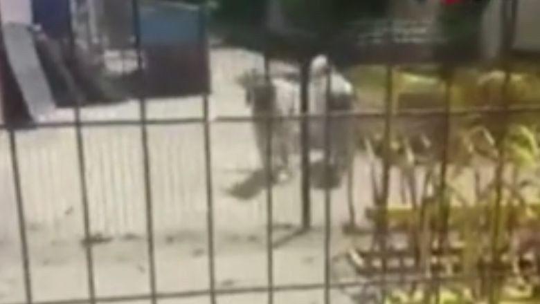 Okul Müdürünün Köpekleri Öğrenciye Saldırdı!