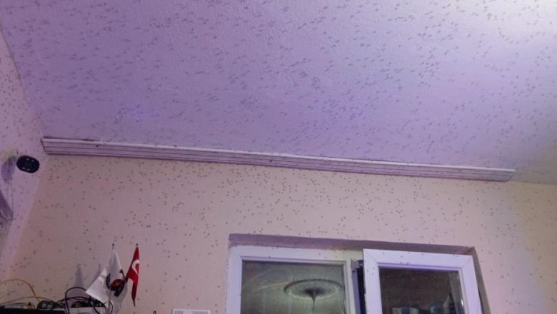 Manyas'ta Sağlık Alarmı! İstila Altında