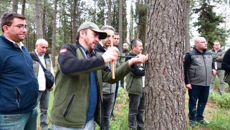 Balıkesir'in Odağı Hızlı Gelişen Orman Ağaçlarında