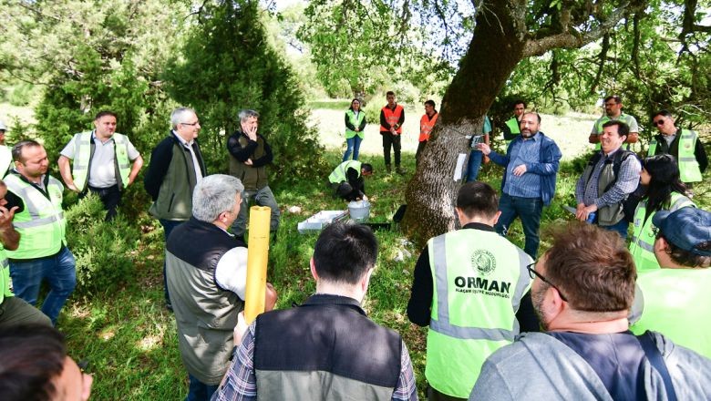 Balıkesir Meşe Ormanlarının Korunması İçin Adımlar Atılıyor
