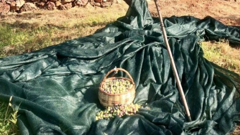 Balıkesir'de Zeytin Hırsızlığına Karşı Birlik