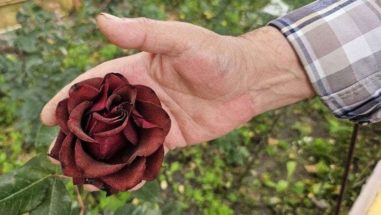 Emekli Öğretmen Okul Bahçesini Güllerle Donattı