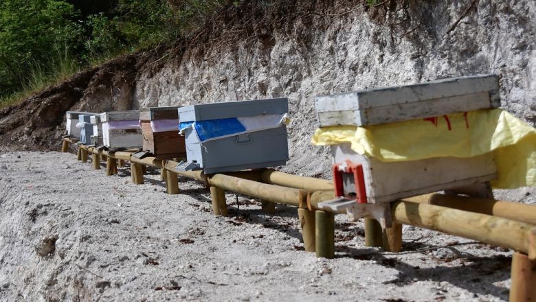 Balıkesir'de 2800 Kovan Kapasiteli Bal Ormanı Faaliyette!