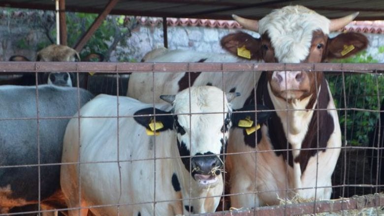 Kurban Bayramı'nda Sağlıklı Et Elde Etmenin Yolları