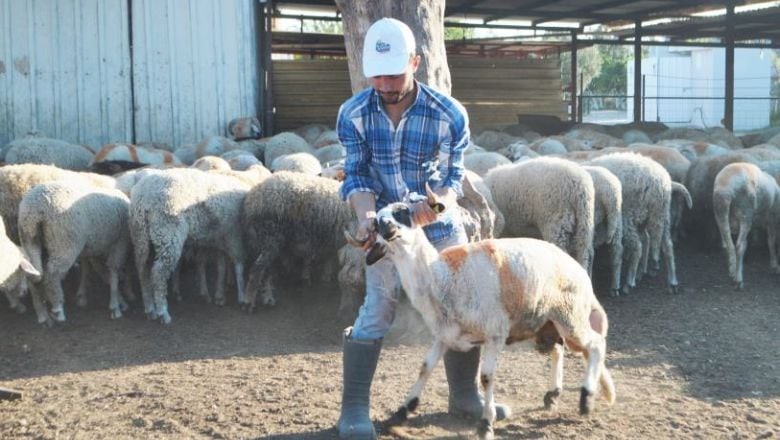Kurbanlık Alırken Bu Detayları Atlamayın!