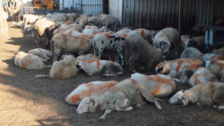 Kurban Bayramı Hazırlıkları Nelerdir? Bu Adımları Atlamayın