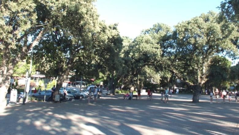 Burhaniye'nin Tarihi Meşe Ağaçları Tescillendi