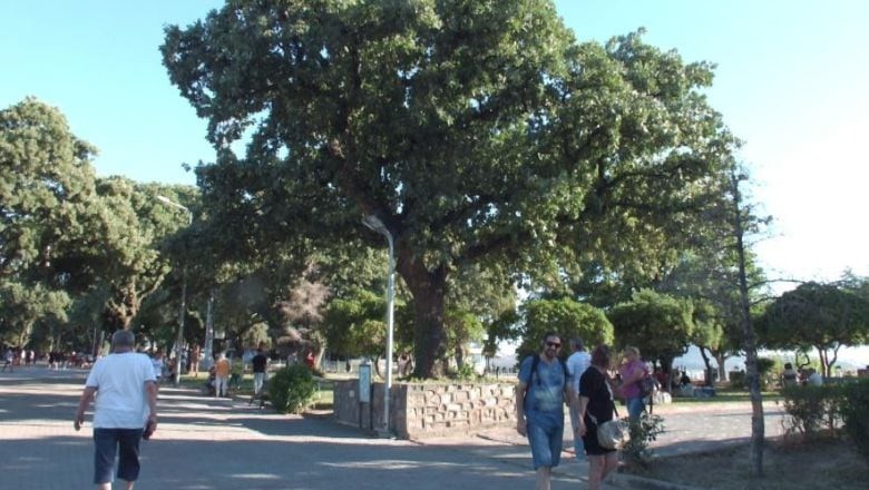 Burhaniye'nin Tarihi Meşe Ağaçları Tescillendi