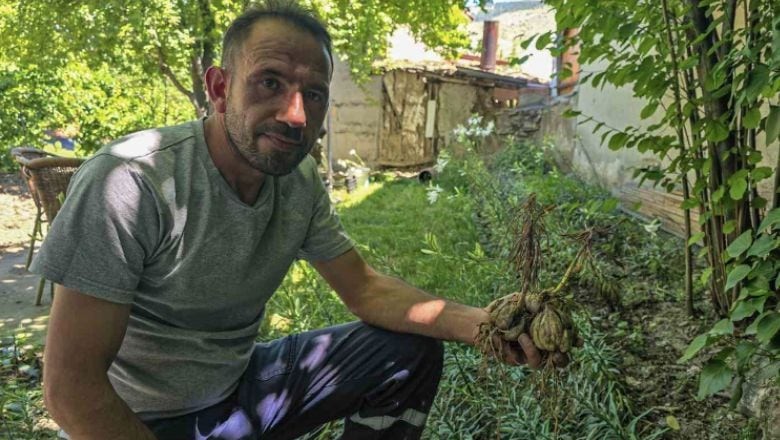 Baş Ağrısını Gideriyor Gençleştiriyor! Türkiye'den Fransa'ya Gidiyor
