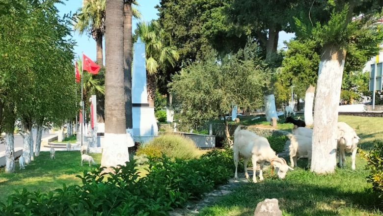 Ayvalık'ta Keçi Grubu Yolları Tıkıyor