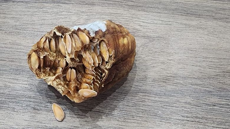 Bağrı Bütün Kavun Kepsut'a Geliyor