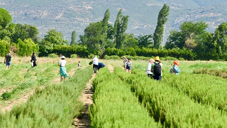 Balıkesir’de Duymadığınız İlginç Meslekler!