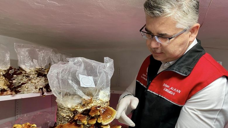 Balıkesir Ölümsüzlük Mantarını Buldu