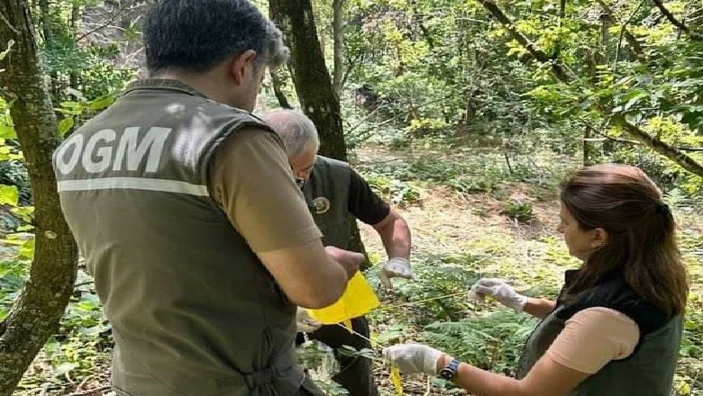 Balıkesir'de Gal Arısıyla Biyolojik Mücadele Başladı