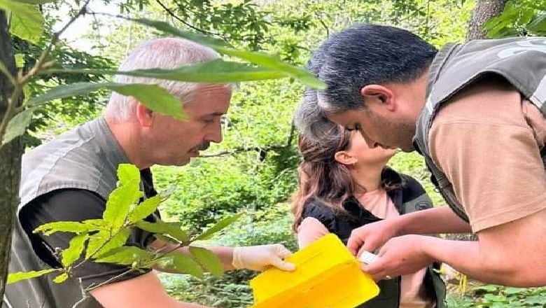 Balıkesir'de Gal Arısıyla Biyolojik Mücadele Başladı