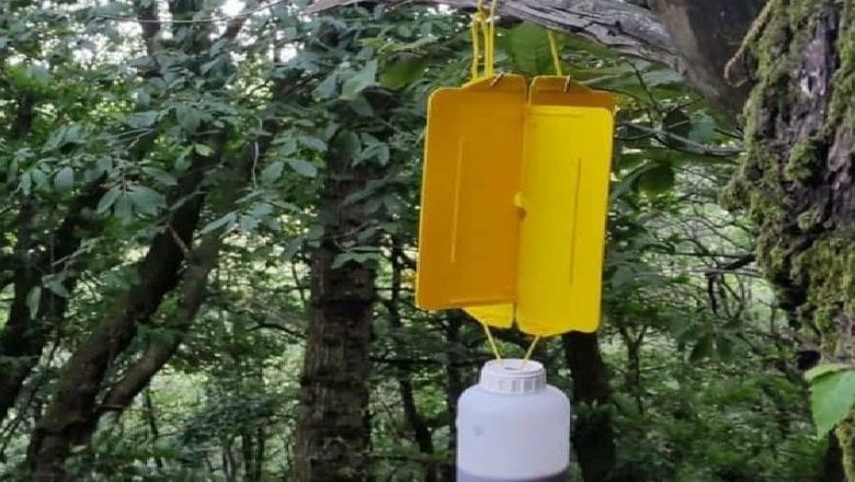 Balıkesir'de Gal Arısıyla Biyolojik Mücadele Başladı