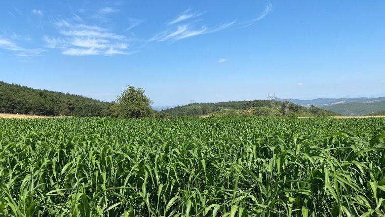 Balıkesir'in Yeni Umudu: Sorgum Sudan Otu
