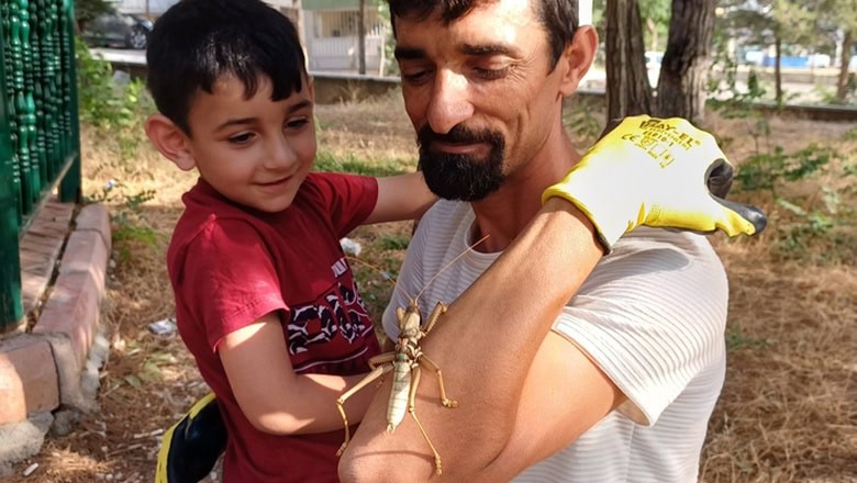 Ekosistemin Sessiz Kahramanı 'Saga ephippigera'