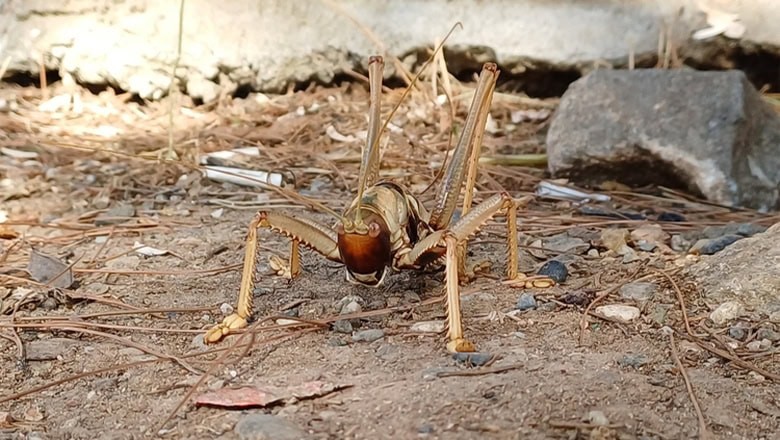 antenleriyle birlikte uzunluğu 25 santimetreyi buluyor