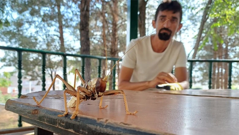 Zararlı böcekleri ve tarım düşmanı diğer çekirgeleri de yiyerek ekolojik sisteme büyük katkı sunuyorlar