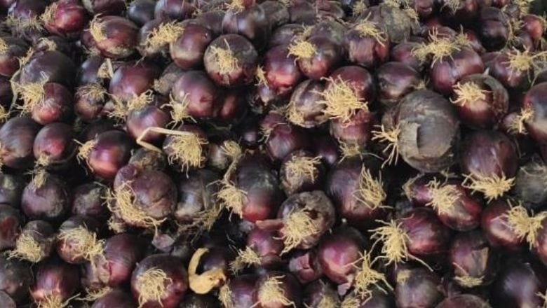 Erdek’in Kırmızı Soğanıyla Cilt Bakımı