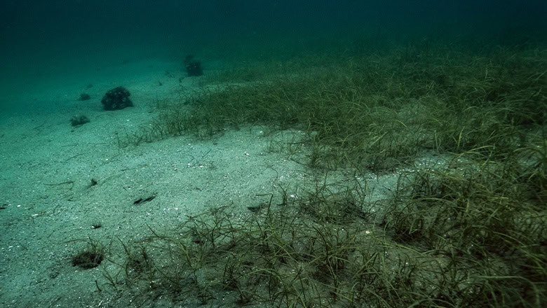 kiralanan iş makinesi, koruma altındaki deniz çayırlarını söktü kiralanan iş makinesi, koruma altındaki deniz çayırlarını söktü