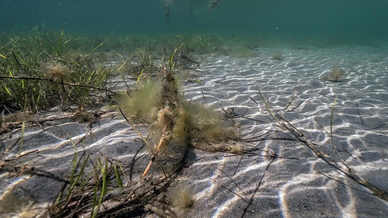 300 metre uzunluğunda bir alandaki bütün deniz çayırları sökülmüş ve öbekler halinde kıyıya yığılmış 300 metre uzunluğunda bir alandaki bütün deniz çayırları sökülmüş ve öbekler halinde kıyıya yığılmış