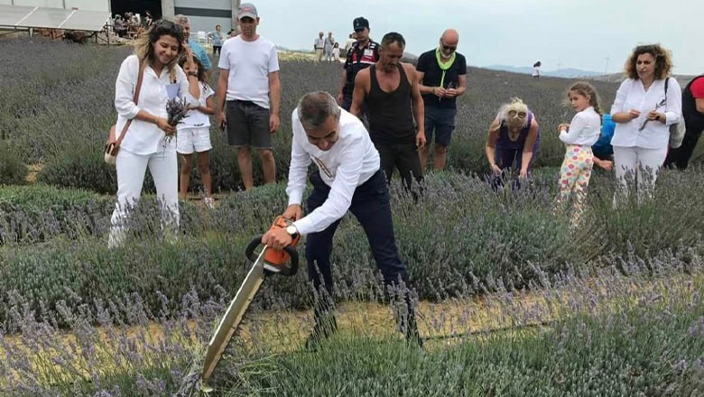 Paşalimanı Adası’nda Lavanta Hasat Şenliği Düzenlendi Paşalimanı Adası’nda Lavanta Hasat Şenliği Düzenlendi