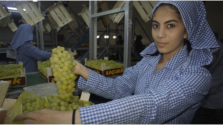 Superior Seedless Üzümünün İhracat Yolculuğu Başladı Superior Seedless Üzümünün İhracat Yolculuğu Başladı