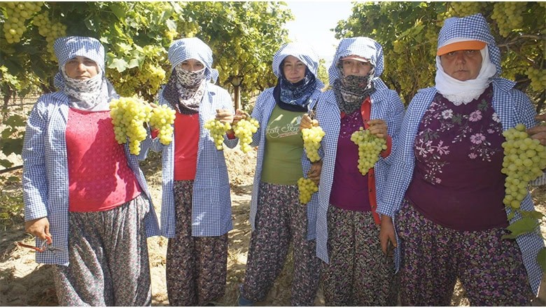 Hasat ve İhraç Tarihleri Belirlendi Hasat ve İhraç Tarihleri Belirlendi