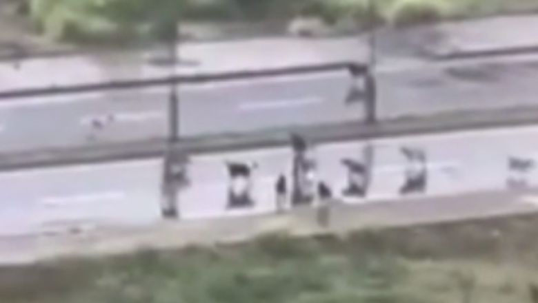 Başıboş Sokak Köpeklerinin Saldırısından Böyle Kurtuldu!