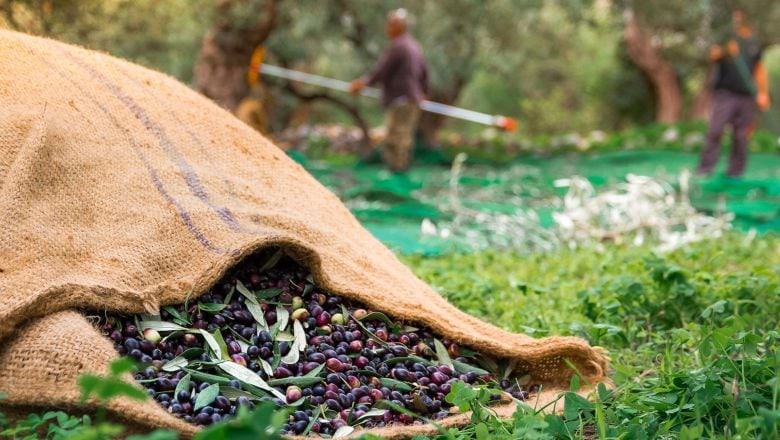 Yediğimiz Zeytin'in Midemize Yolculuğu