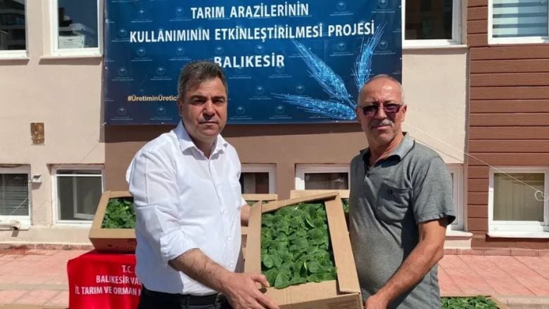 Balıkesir’de 212.000 Sebze Fidesi Üreticilere Ulaştı