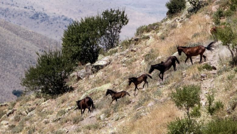 Balıkesir'in Doğasında Başıboş Kalan Atlar