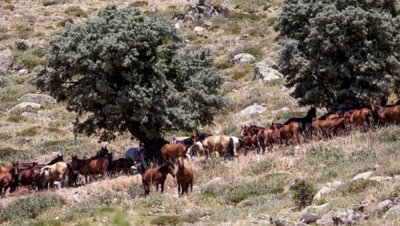 Balıkesir'in Doğasında Başıboş Kalan Atlar