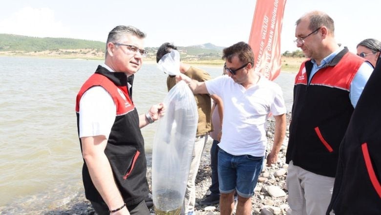 Müdür Alkan Açıkladı! 1.3 Milyon Yavru Suya Salındı Canlı Canlı Balıkesir Sularına Bıraktılar!