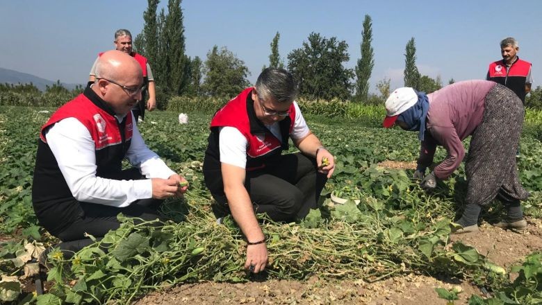 Sındırgı'nın Kornişonu Avrupa Pazarında