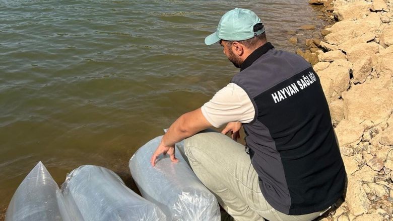 Balıkesir'in Göletlerine Yeni Balıklar Bırakıldı