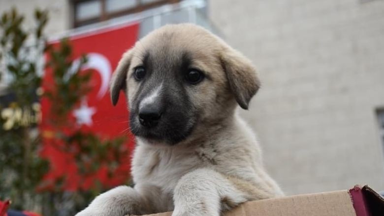 VETBÜS Bugün O İlçede Sağlık Hizmeti Sunacak