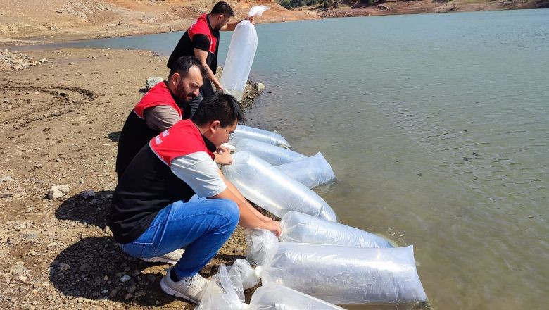 Müdür Alkan Açıkladı! 1.3 Milyon Yavru Suya Salındı Canlı Canlı Balıkesir Sularına Bıraktılar!