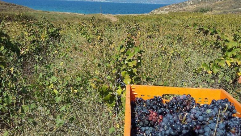Ada Karası Zamanı Avşa'da Başlıyor