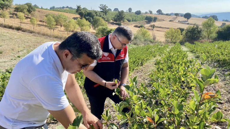 Balıkesir'in Süper Meyvesinin Hasadı Başladı